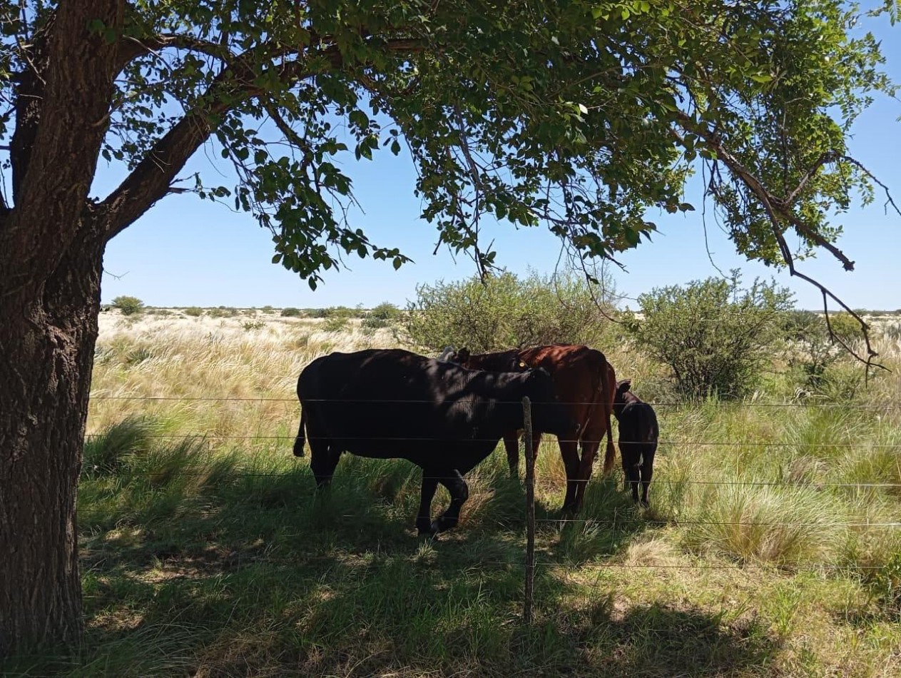 CAMPO EN VENTA EN SAN FRANCISCO DEL CHAÑAR