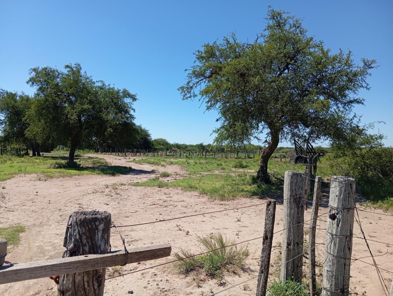 CAMPO EN VENTA EN SAN FRANCISCO DEL CHAÑAR
