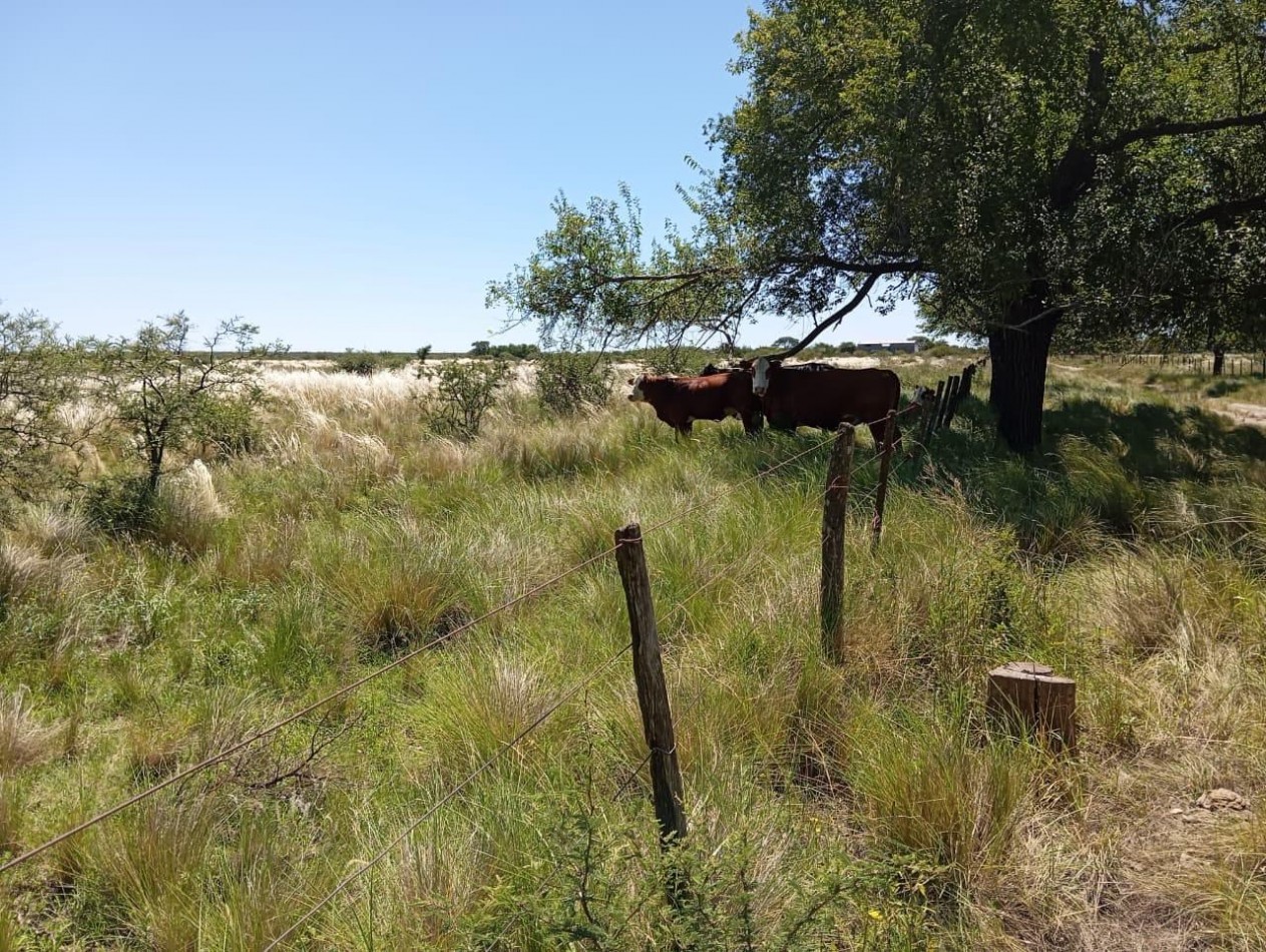 CAMPO EN VENTA EN SAN FRANCISCO DEL CHAÑAR